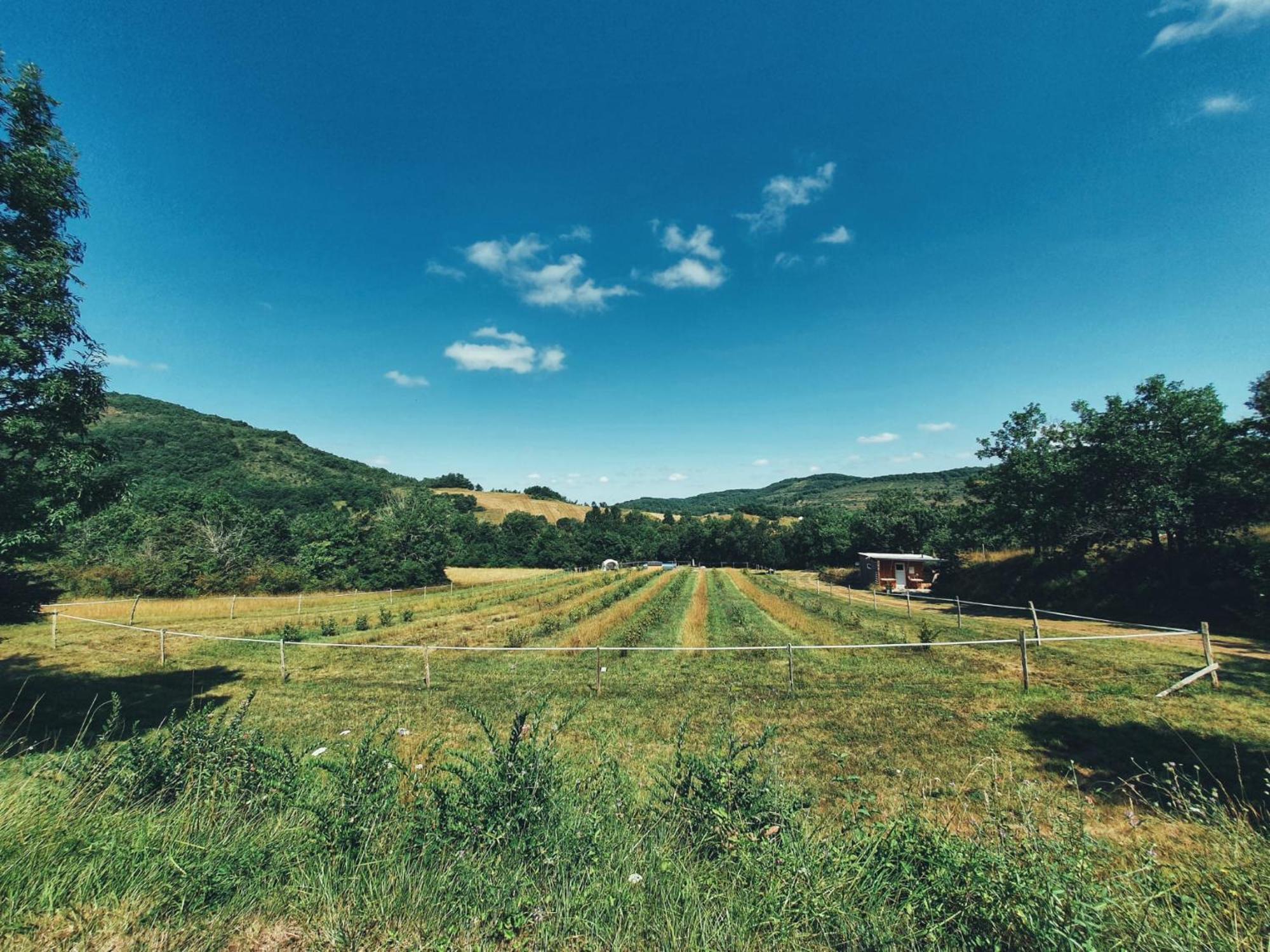 Camping Des Vignes *